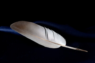 A feather from a poultry