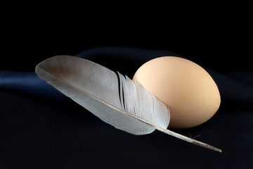 A feather with a domestic bird egg