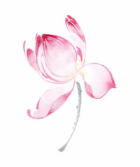 Delicate Pink Watercolor Lotus Bloom