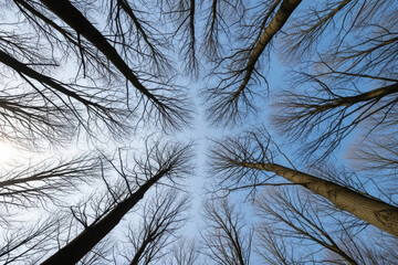 Low angle view of bare tree branches against a clear bright blue sky
