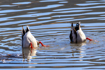 Ducks Feeding in Flat Creek at National Elk Refuge Observation area outside Jackson Hole, Wyoming