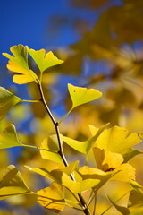 ginkgo tree in Japan