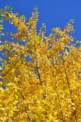 ginkgo tree in Japan