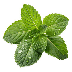 Fresh mint leaves isolated on white background
