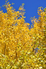 ginkgo tree in Japan