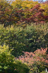 ginkgo tree in Japan