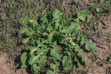 Hirschfeldia incana (formerly Brassica geniculata), flowering plant in the mustard family. shortpod mustard, buchanweed, hoary mustard. Kenneth Hahn State Recreation Area, Baldwin Hills Mountains