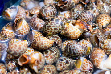 Close-up of spotted sea snails in water at a seafood market