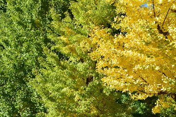 ginkgo tree in Japan