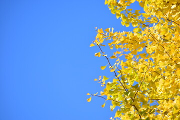 ginkgo tree in Japan