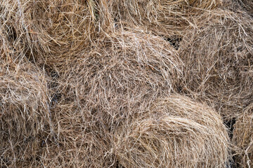 Orchard grass hay feed for farm livestock and domestic animals, small rolls of bailed and stacked for storage and sale
