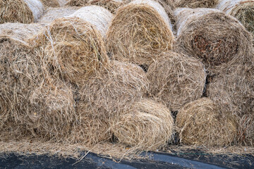 Orchard grass hay feed for farm livestock and domestic animals, small rolls of bailed and stacked for storage and sale
