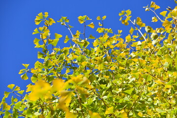 ginkgo tree in Japan