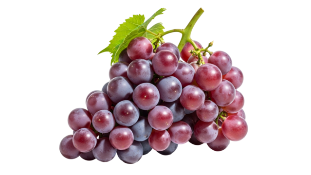 Plump, ripe crimson berries form a substantial cluster against a solid dark background.