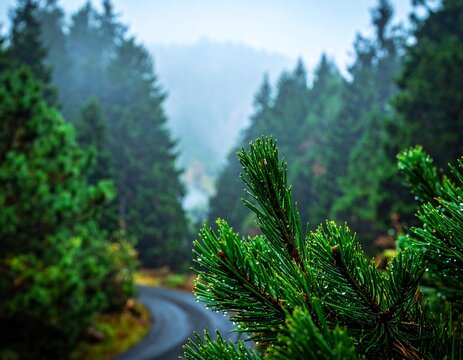 Foggy Forest Road with Closeup of Dewy Pine Needle Branches