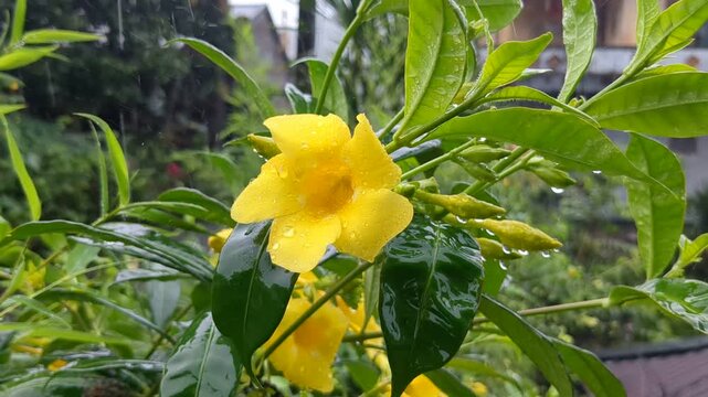Yellow flowers wet from rainwater