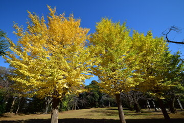 Naklejka premium ginkgo tree in Japan