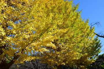 ginkgo tree in Japan