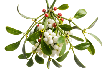 Elegant seasonal mistletoe illustration featuring bright berries and festive ribbon