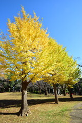 ginkgo tree in Japan