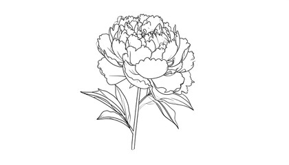Elegant Peony Flower Line Art Illustration on White Background.