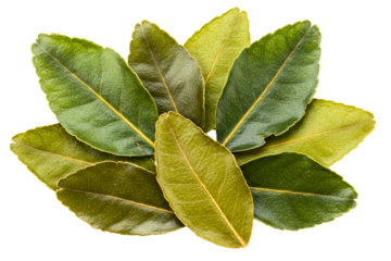 Cluster of aromatic green citrus leaves for culinary use on a transparent background