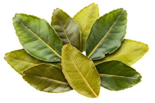 Cluster of aromatic green citrus leaves for culinary use on a transparent background