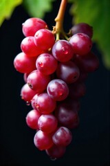 Close up macro of dew kissed ripe red grapes on the vine, with soft bokeh background. An extreme close up, macro shot of a cluster of ripe red grapes hanging from a vine. Tiny dew drops glisten on the