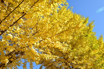 ginkgo tree in Japan