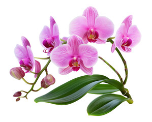 Pink Phalaenopsis Orchid Branch Isolated on Transparent Background