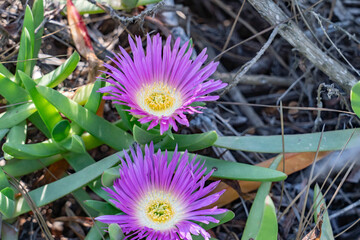 Carpobrotus chilensis is a species of edible succulent plant known by the common name sea fig.  Kenneth Hahn State Recreation Area, Baldwin Hills Mountains of Los Angeles, California.