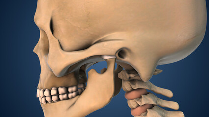 Anatomical Animation of Painful TMJ Joint Dysfunction