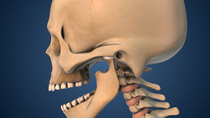Anatomical Animation of Painful TMJ Joint Dysfunction