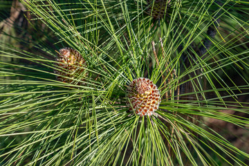 Pinus canariensis, the Canary Island pine, is a species of gymnosperm in the conifer family Pinaceae. Kenneth Hahn State Recreation Area, Baldwin Hills Mountains of Los Angeles, California.