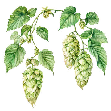 Delicate hop branch illustration for brewing designs or botanical prints, adding a touch of nature to your project with hand painted style artwork