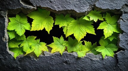 Green leaves frame dark stone