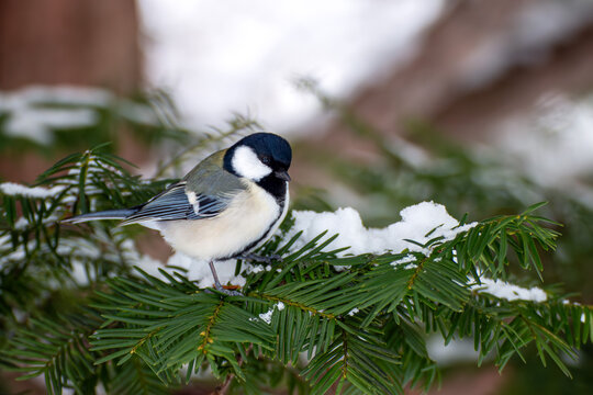 シジュウカラ」の写真素材 | 180,087件の無料イラスト画像 | Adobe Stock