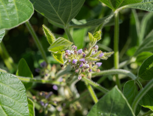 Soybean plants blooming small flowers.