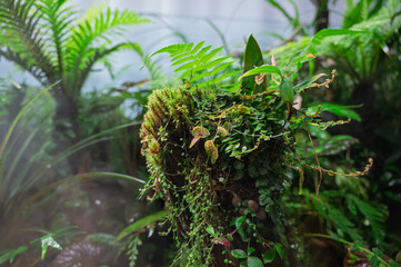 緑の宇宙、苔とシダの静寂