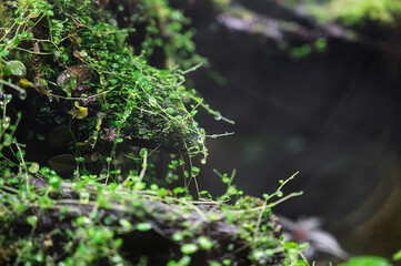 緑の宇宙、苔とシダの静寂