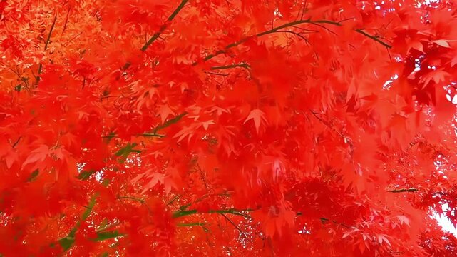 
Bright Red Japanese Maple Tree in Fall