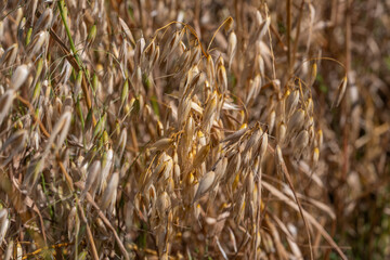Golden mature oat seeds on the field