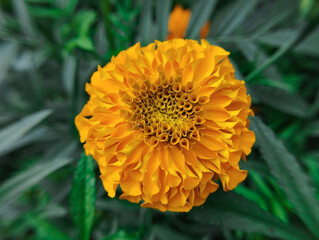 Golden marigold bloom shining beautifully amidst lush green leaves.