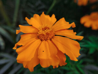 Bright orange marigold blooming gracefully under the warm morning sun.