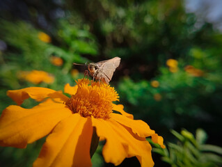 Butterfly Resting On Marigold Bloom