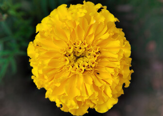 Bright and very beautiful yellow marigold in bloom