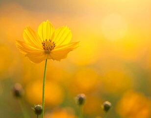 Close-up of a yellow flower in full bloom, illuminated by sunlight