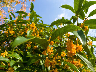 秋を感じさせる秋晴れの青い空と満開の金木犀