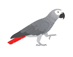 Simplified illustration of a grey parrot with red tail feathers and open beak