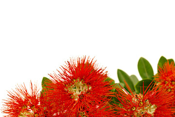 The striking red flowers of the New Zealand native Pohutukawa tree seen in close-up against a white...